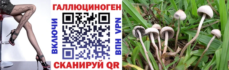 дарк нет клад  Лиски  Псилоцибиновые грибы мицелий 